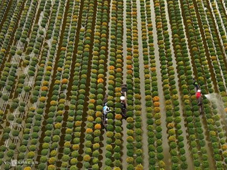 Sa Dec: Flower Villages Of The Mekong Delta