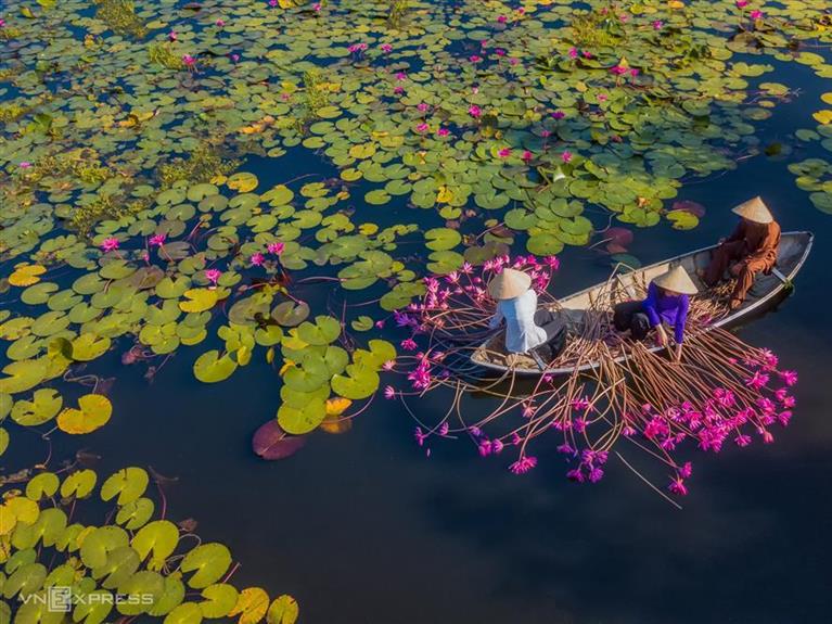 THE CENTRAL VIET NAM POND BLOOMS IN PEAK PINK