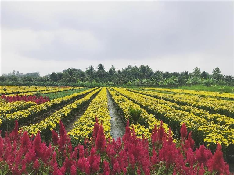 Những làng hoa nổi tiếng ở miền Tây mùa giáp Tết