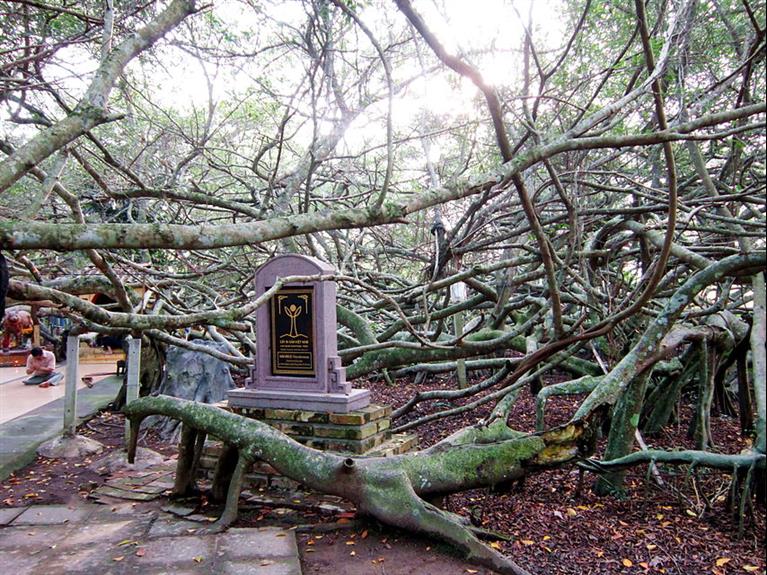 GIÀN GỪA RELICS