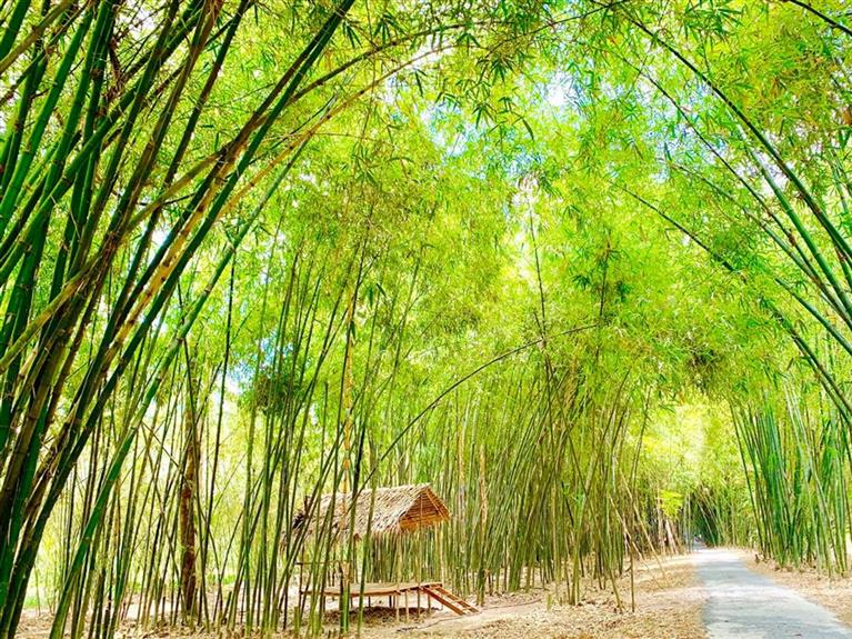 Con Đường Tre Xanh Tuyệt Đẹp Ở Hậu Giang - BAMBOO GARDEN