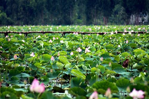 dam sen thap muoi