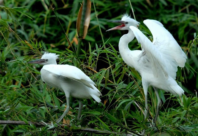 Bang Lang stork sanctuary in Can Tho city