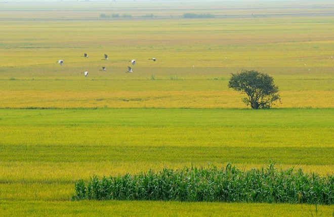 4 CĂN NHÀ ĐỘC LẠ TẠI VĨNH LONG